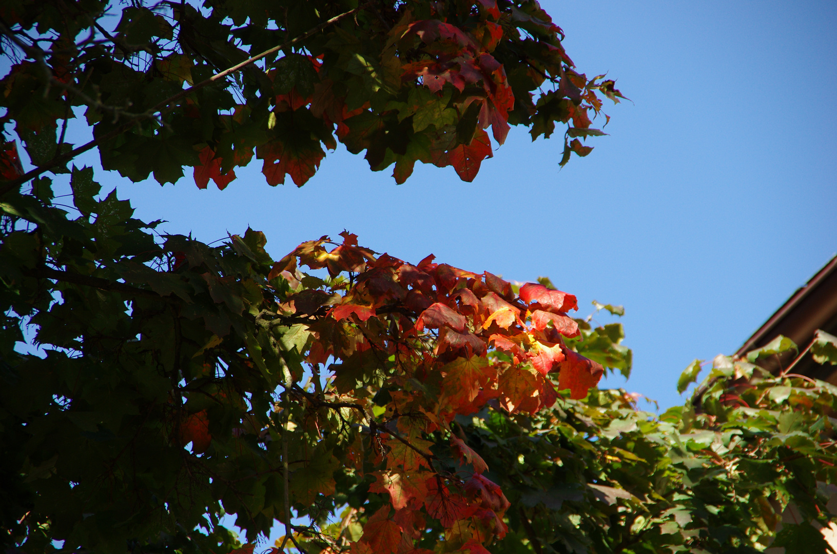 Unser Ahorn wird bunt