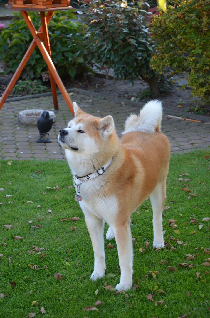 unser Akita Inu