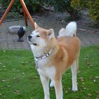 unser Akita Inu