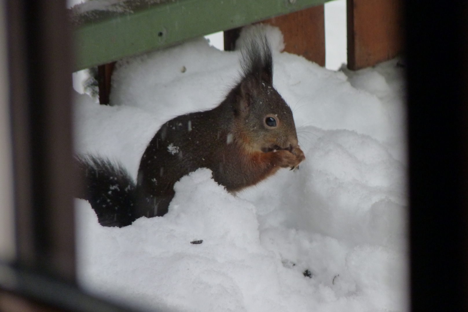 Unser allmorgentlicher Besuch, diesmal unter erschwerten Bedingungen...^^