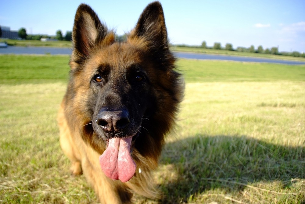 Unser altdeutscher Schäferhund Scotty