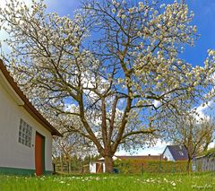 Unser alter Kirschbaum