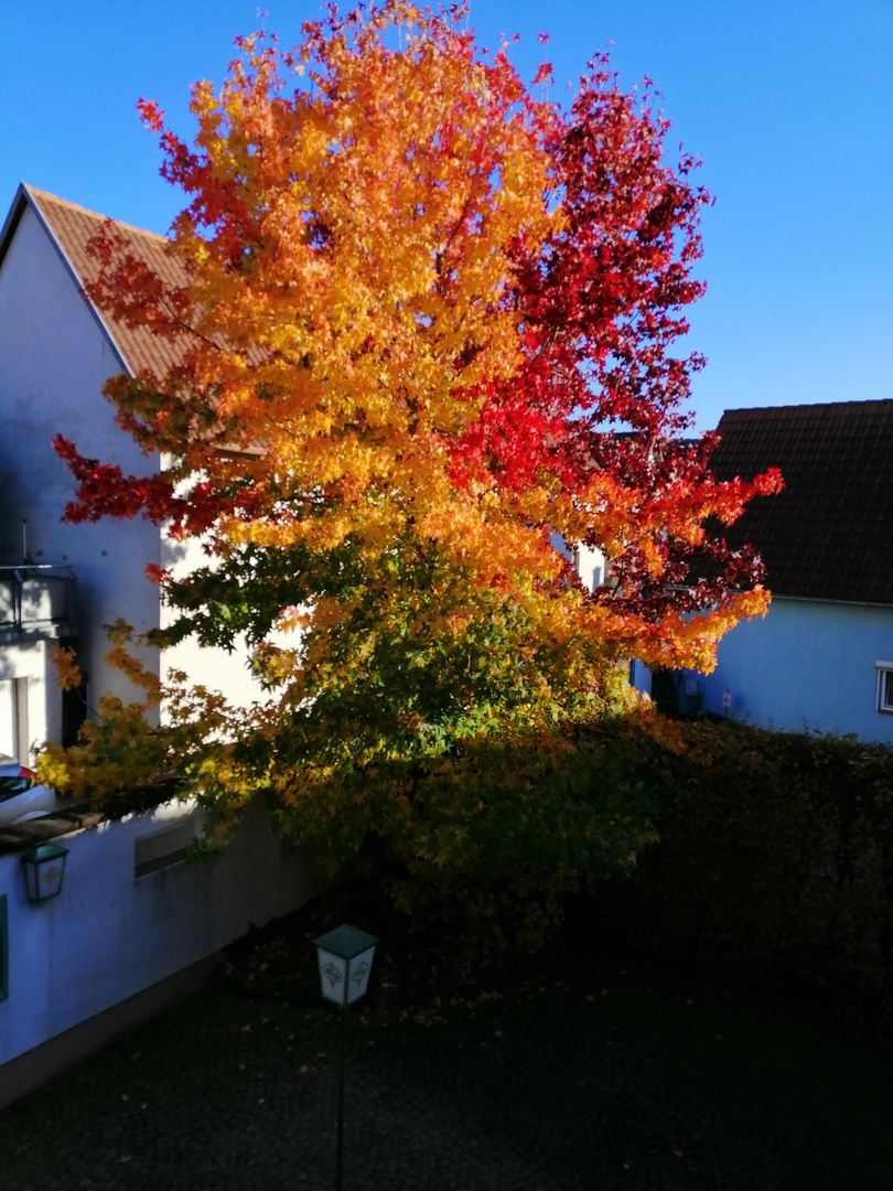 Unser Amberbaum im Herbst