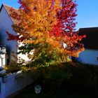 Unser Amberbaum im Herbst