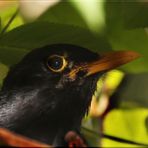 Unser Amsel-Männchen Fritz....