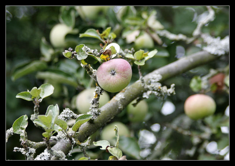 Unser Apfelbaum