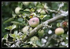 Unser Apfelbaum