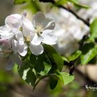 Unser Apfelbaum