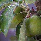 unser Apfelbaum am Balkon