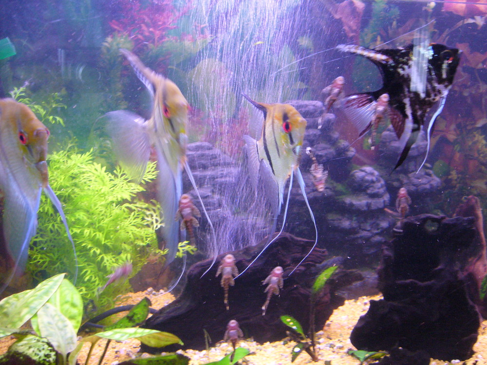 Unser Aquarium