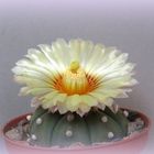 Unser Astrophytum asterias