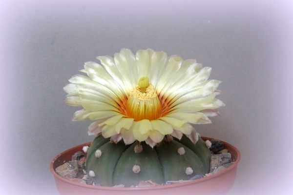 Unser Astrophytum asterias