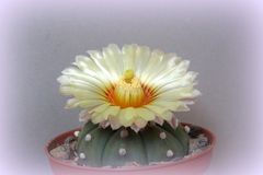 Unser Astrophytum asterias
