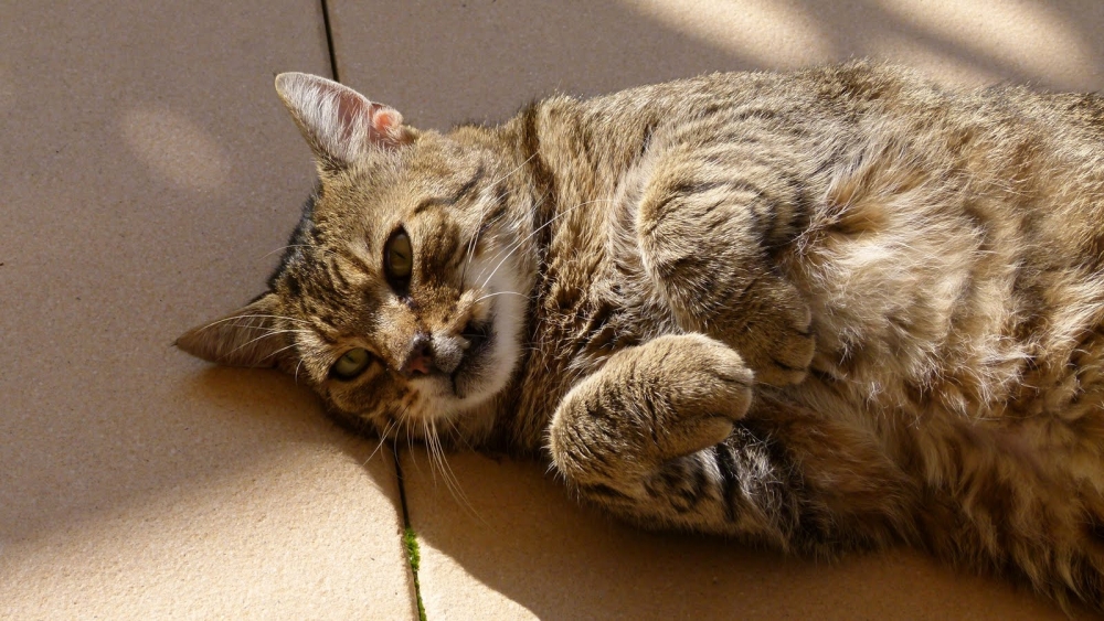 Unser aufgepäppelter Outdoorkater "Pepe"