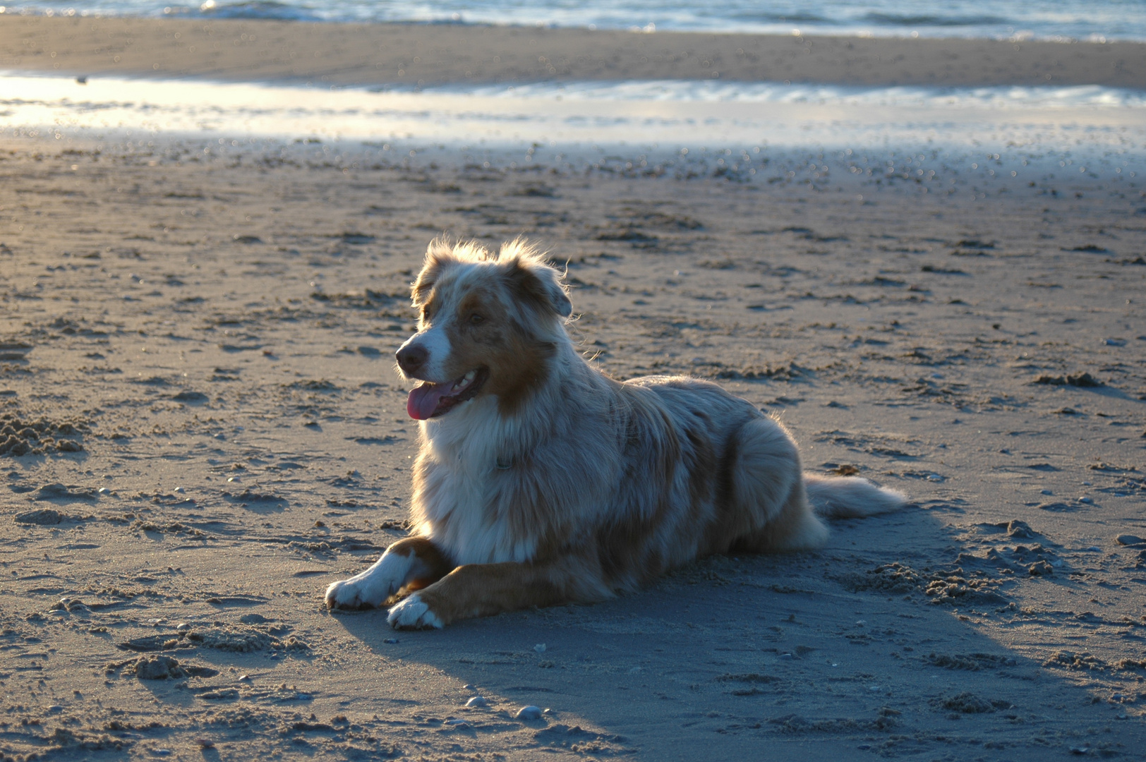 Unser Aussie beim Sonnenuntergang.