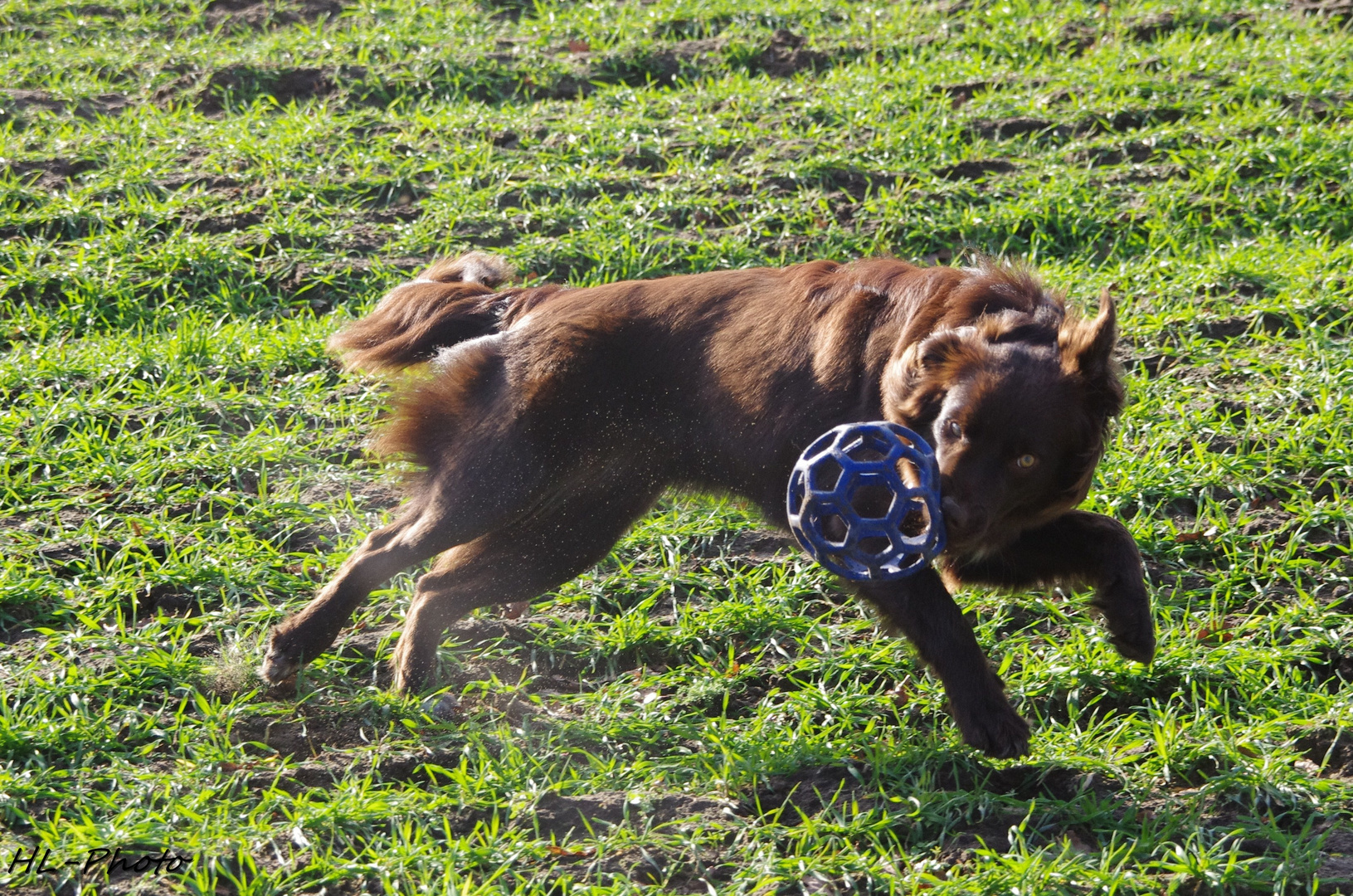 Unser Aussie in Motion