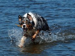 Unser Aussie in seinem Element!