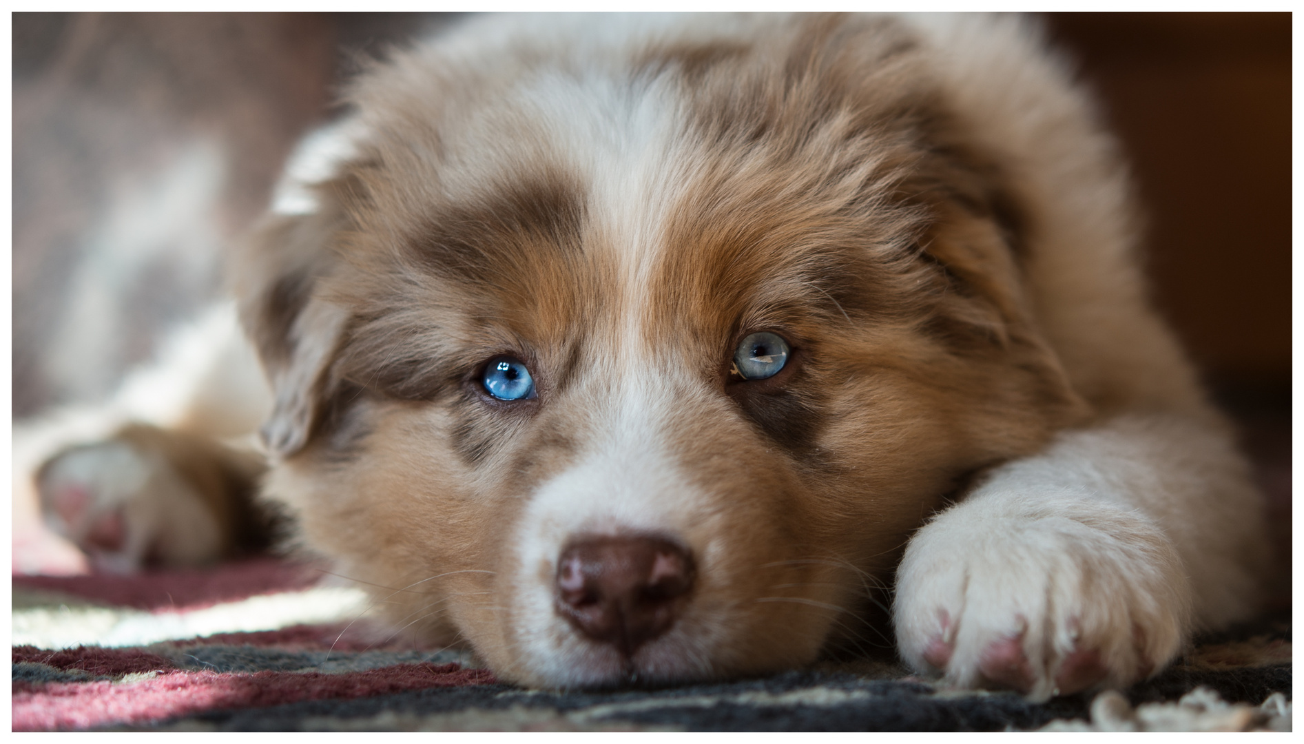 Unser Australian Shepherd Welpe Simba