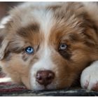 Unser Australian Shepherd Welpe Simba