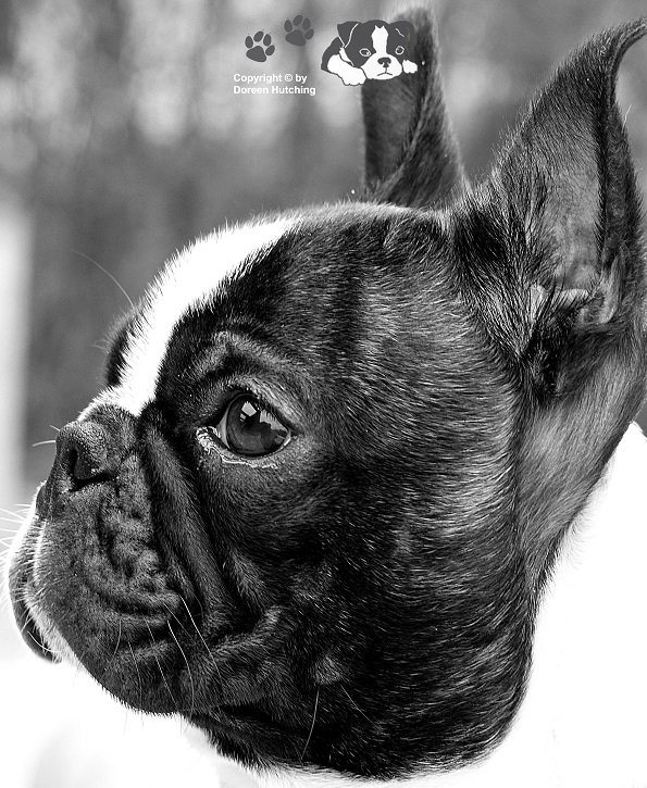 Unser Baby ( Boston Terrier )