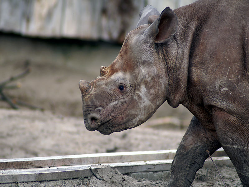 unser Baby - Spitzmaulnashorn