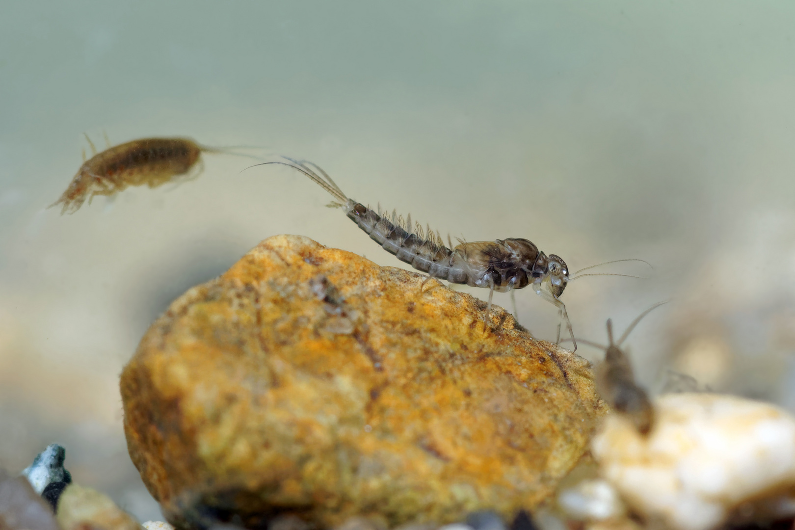 Unser Bach lebt! Larve einer Eintagsfliege ( Ephemeroptera) 