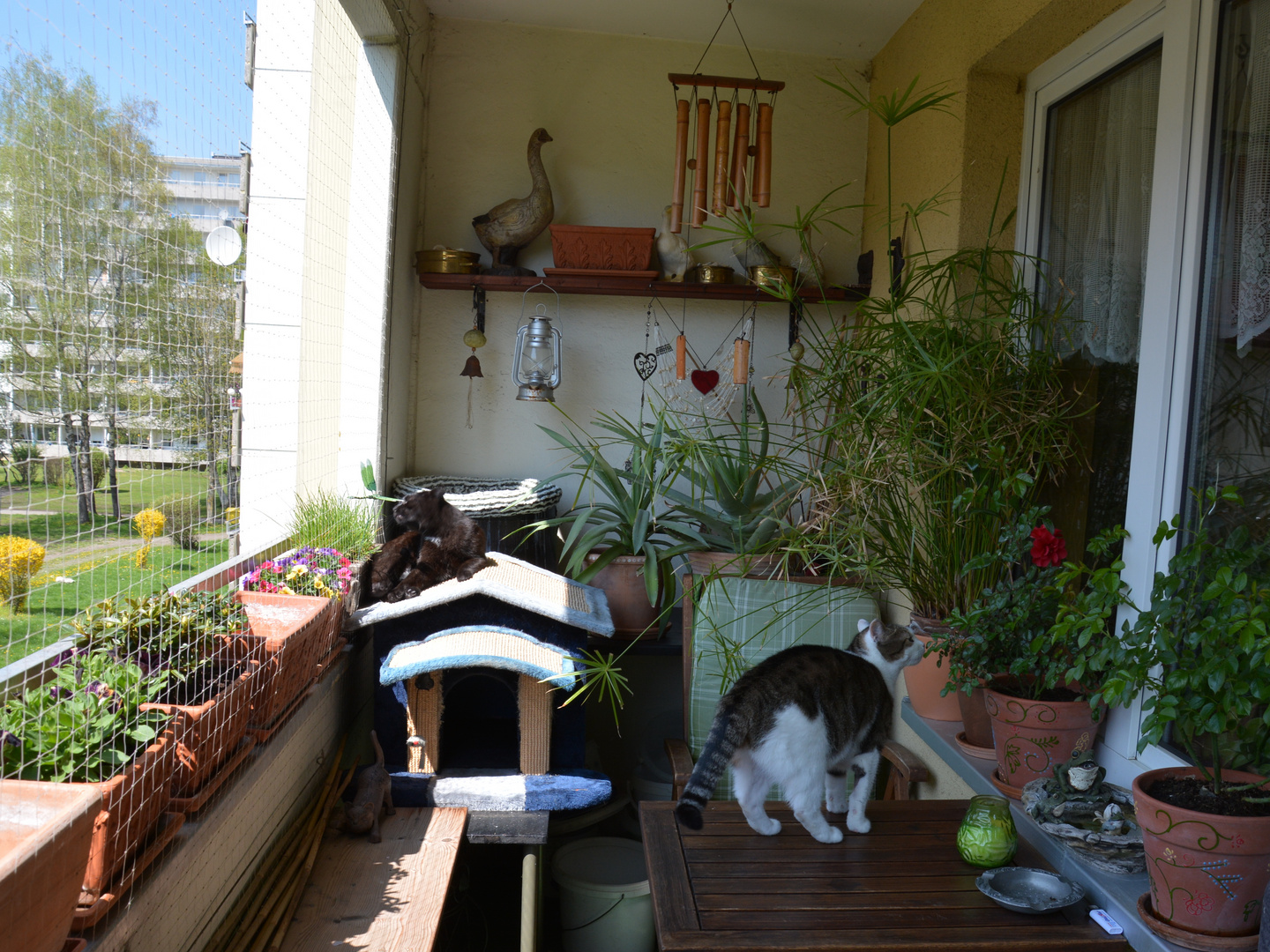 Unser Balkon mit Katzen natürlich