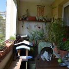 Unser Balkon mit Katzen natürlich