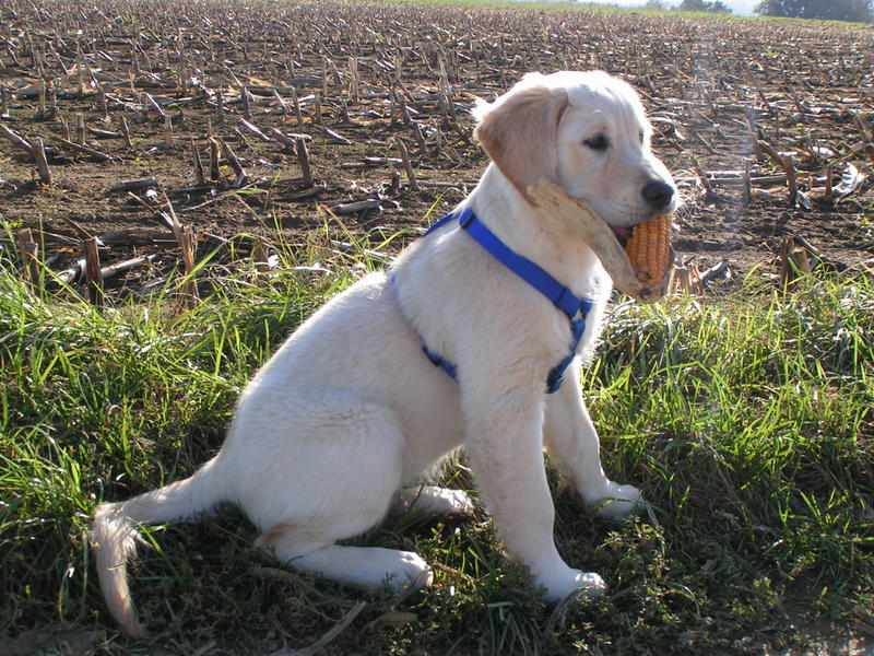 ... unser Balou bei der Ernte