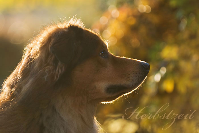 Unser Balu farblich passend zum Hebrst