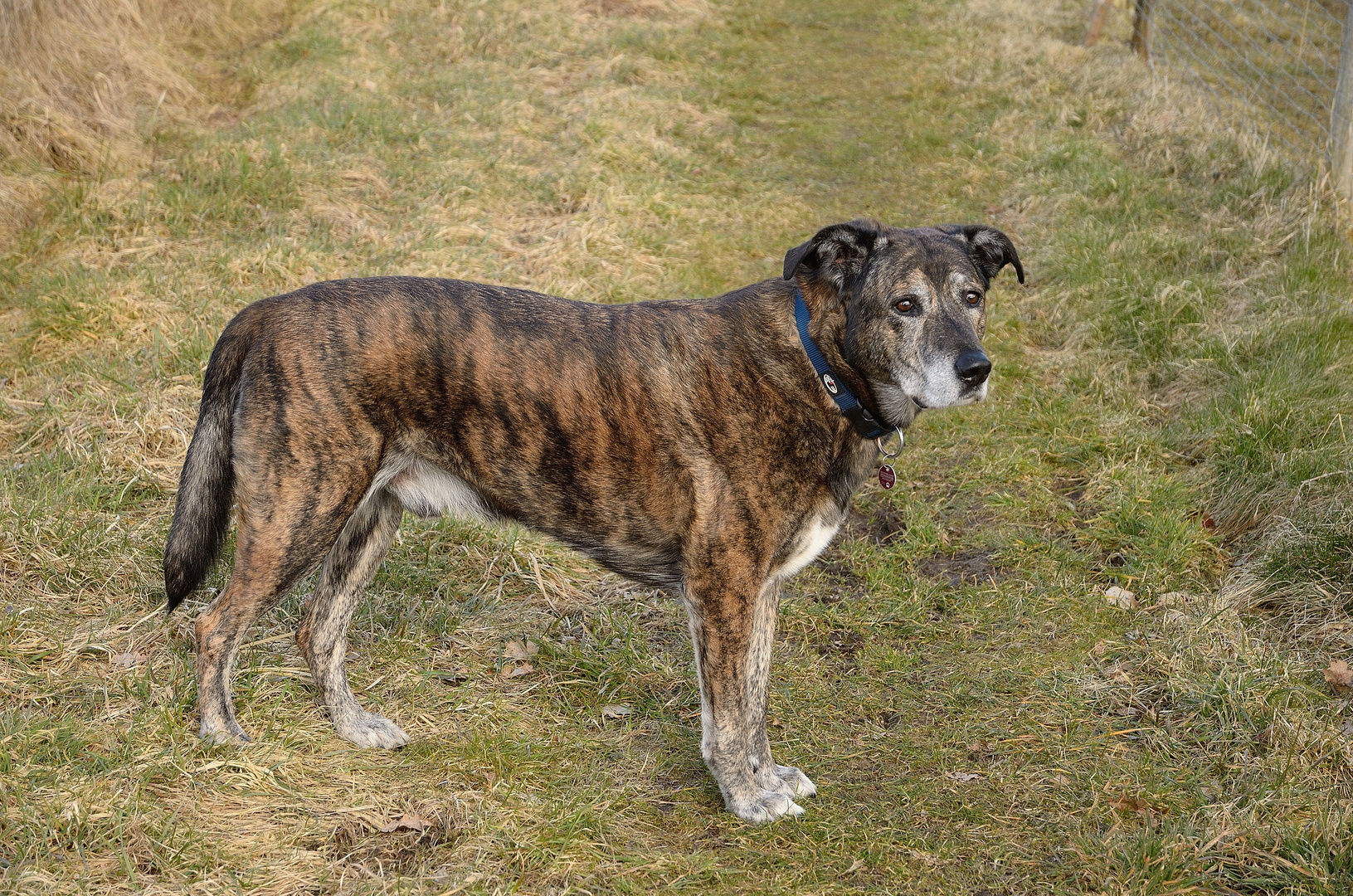 Unser Bardino in voller Größe