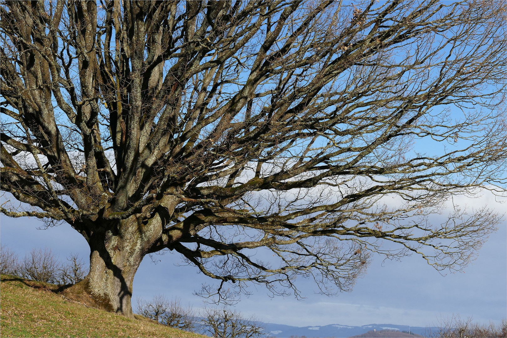 unser Baum 2019...