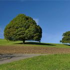 UNSER BAUM