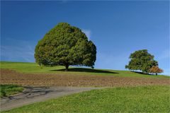 UNSER BAUM