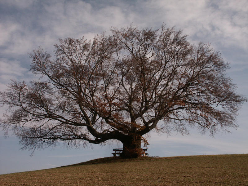 Unser Baum