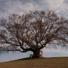 Unser Baum