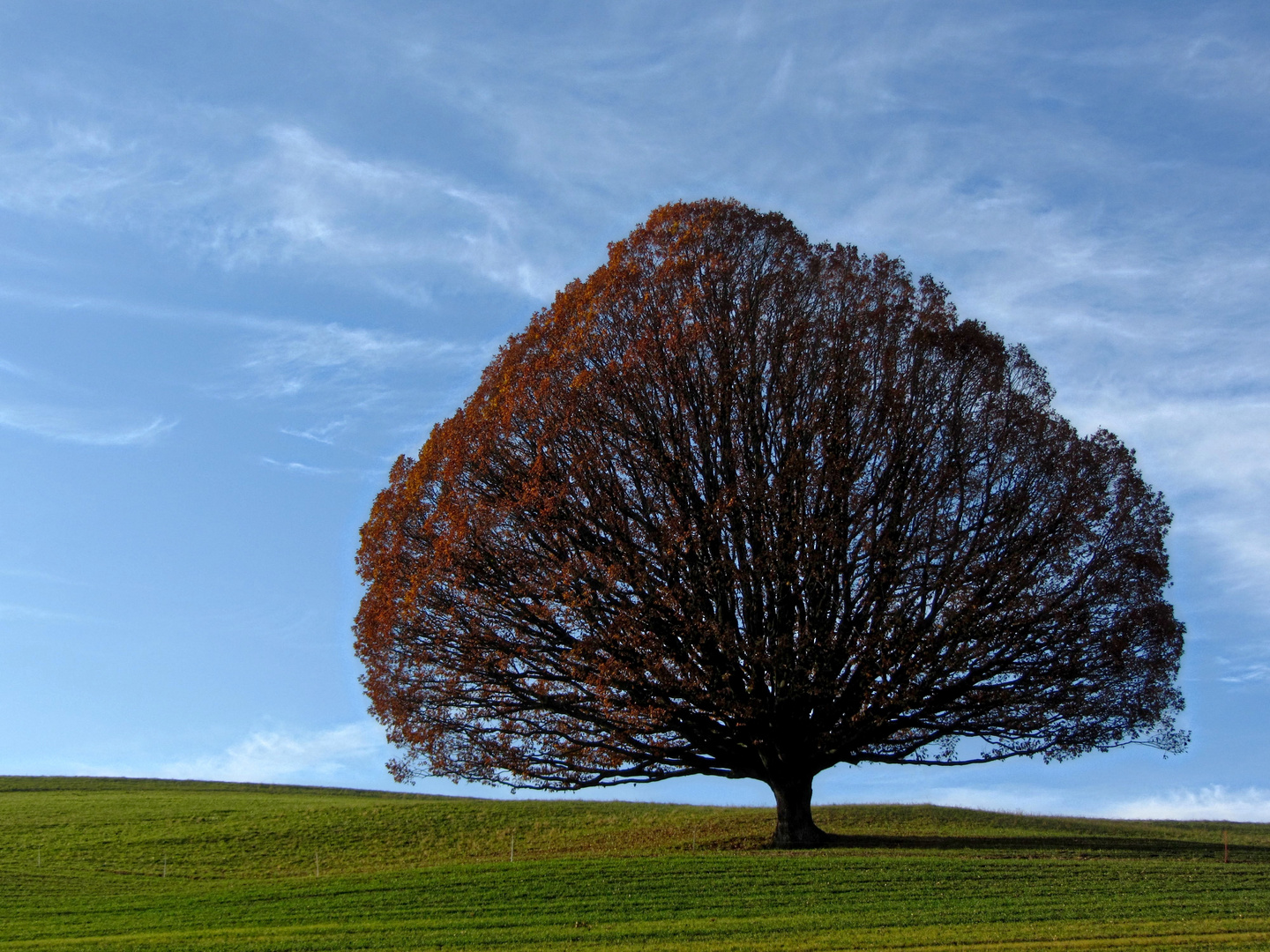 UNSER BAUM...