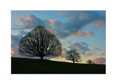 Unser BAUM