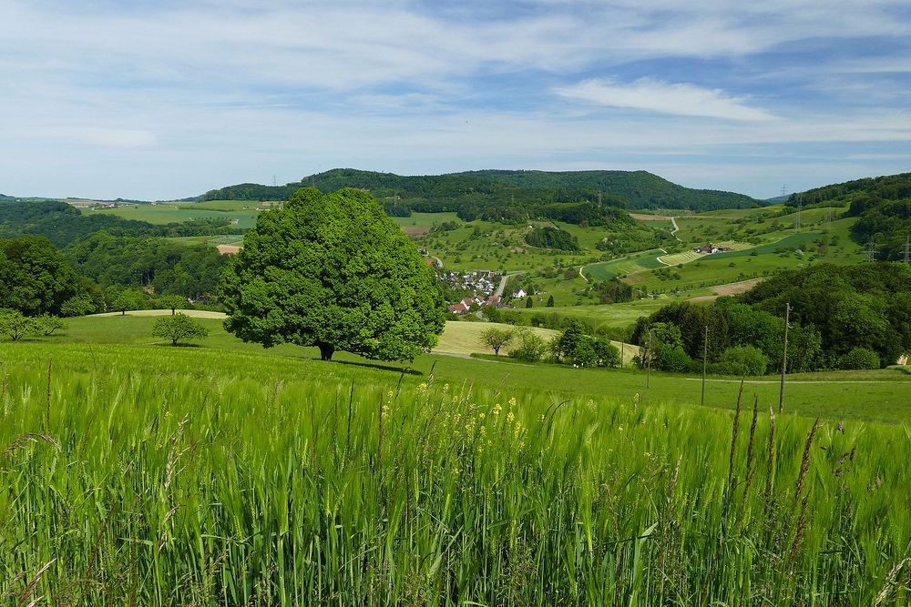 Unser Baum ....