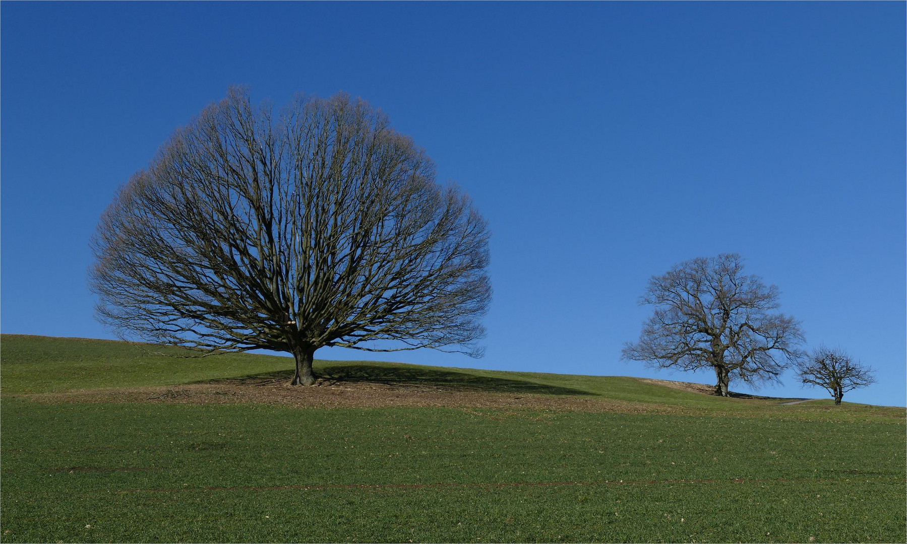 unser Baum...