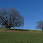 unser Baum...