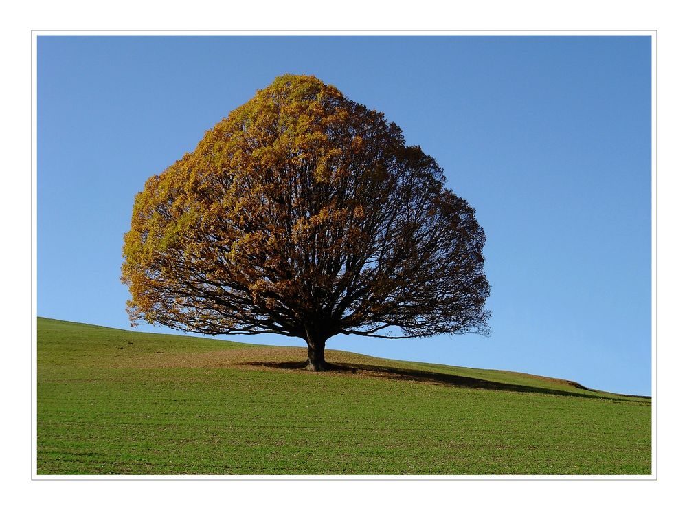 Unser Baum im Herbst