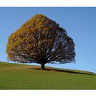 Unser Baum im Herbst