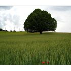 Unser Baum im Sommer