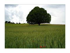 Unser Baum im Sommer