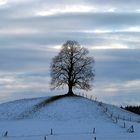 Unser Baum im Winterlicht