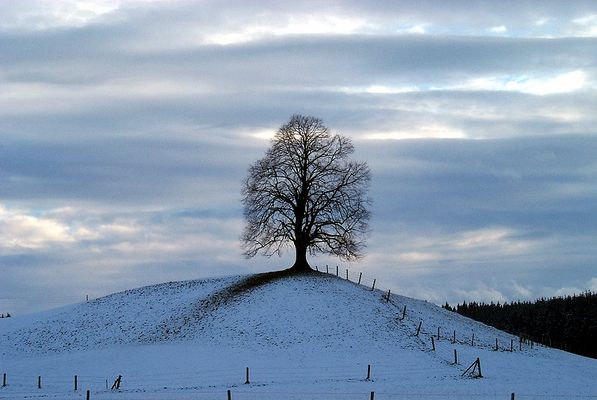 Unser Baum im Winterlicht
