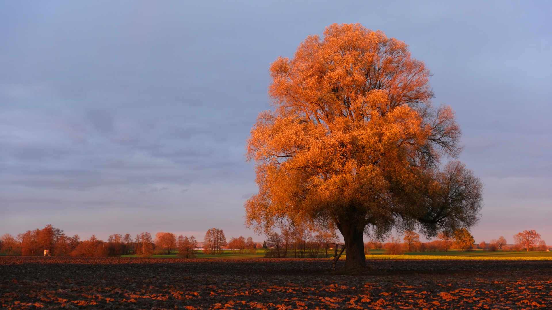 Unser Baum kurz vor Sonnenuntergang November 2020