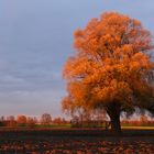 Unser Baum kurz vor Sonnenuntergang November 2020