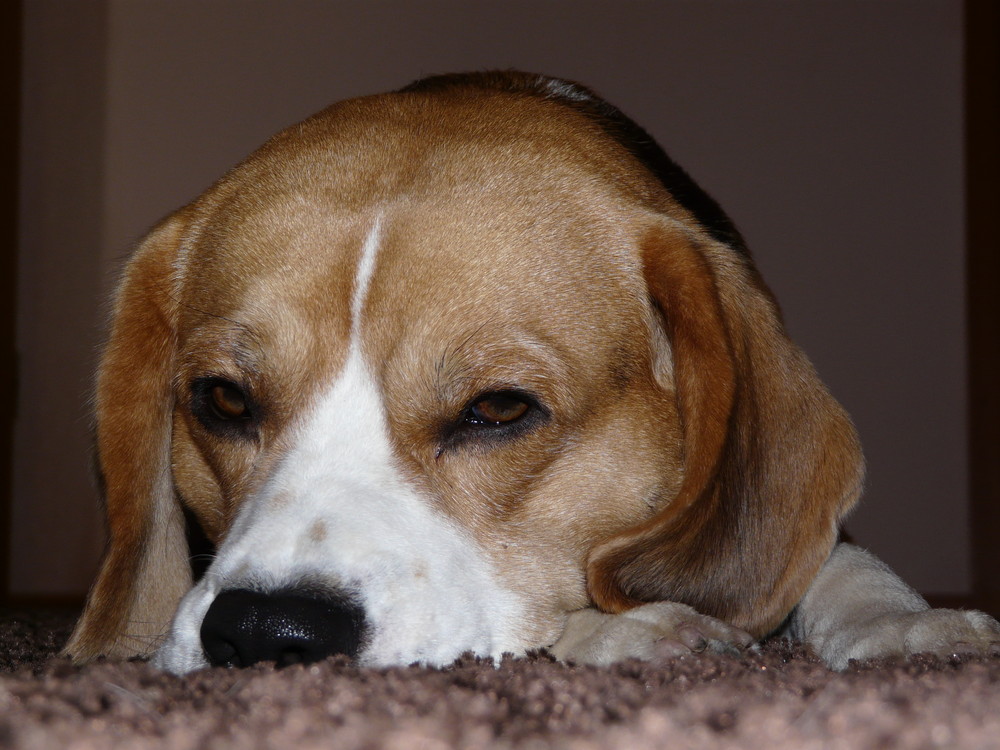 Unser Beagle Amon